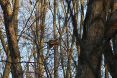 Buteo lineatus lineatus