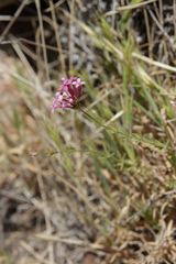 Asperula hirsuta