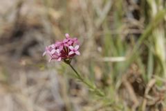 Asperula hirsuta