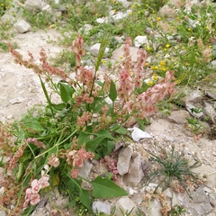 Rumex cyprius