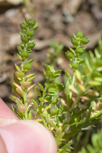 Upright Pepperweed (Lepidium strictum)