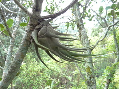 Tillandsia seleriana
