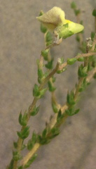 Aspalathus microphylla