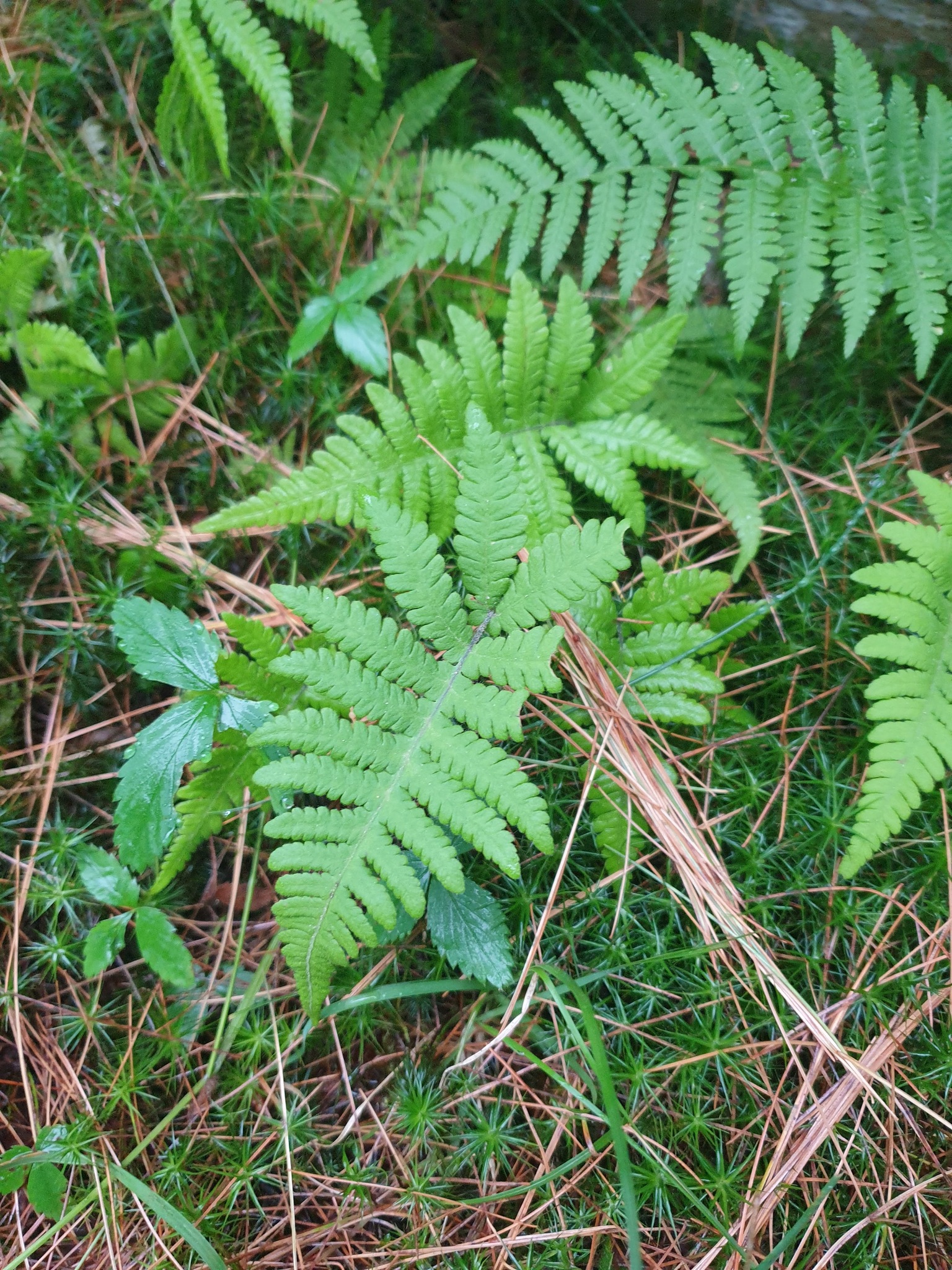 Beech Fern (Phegopteris connectilis)