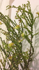 Aspalathus microphylla