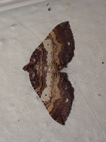 Photo of Shoulder-stripe (Earophila badiata)