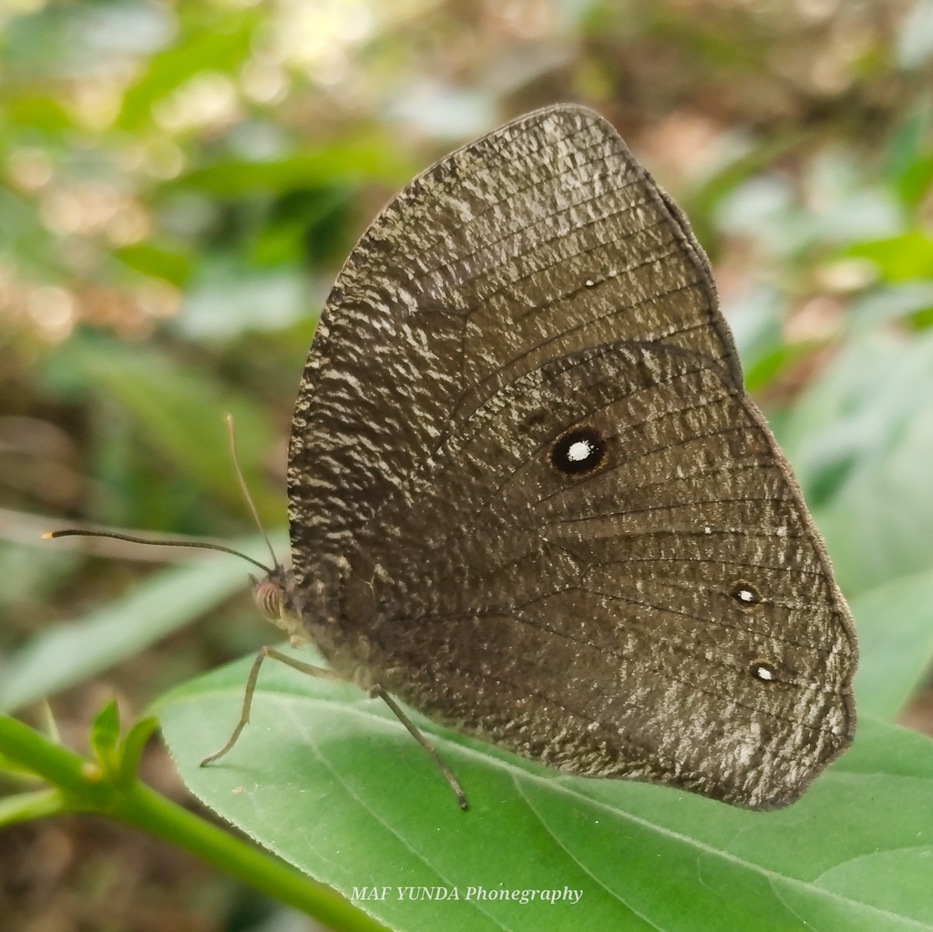 Bletogona mycalesis (Bletogona mycalesis)