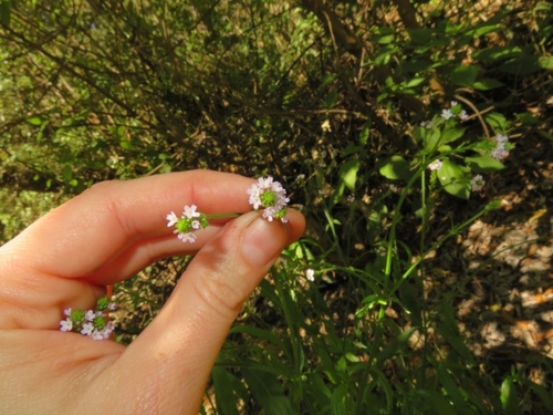 Verbena litoralis observed 2018-01-05