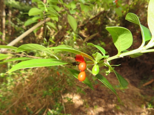 Coprosma menziesii observed 2018-01-07