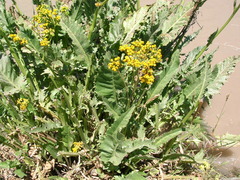 Senecio fistulosus
