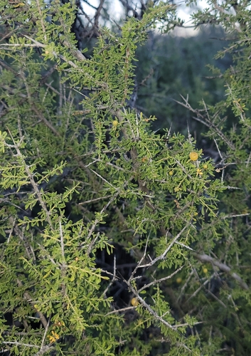 Kearney's Snakewood (Condalia warnockii)