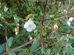 Eucryphia lucida, photograph author not stated, no rights reserved