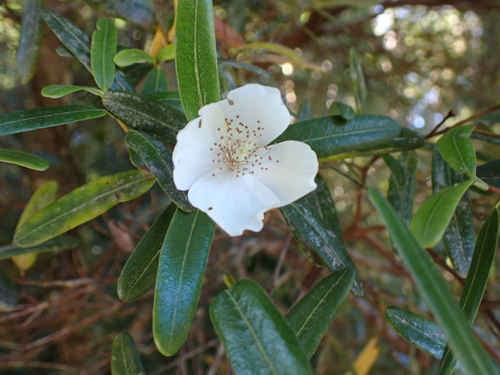 Eucryphia lucida, photograph 4