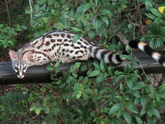 Common Genet photo 3