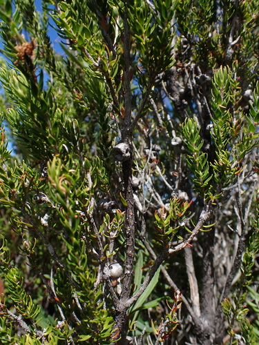 Melaleuca squamea, photograph 4