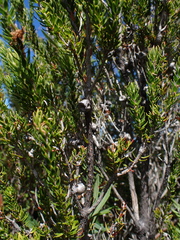 author not stated, no rights reserved Melaleuca squamea, photograph author not stated, no rights reserved