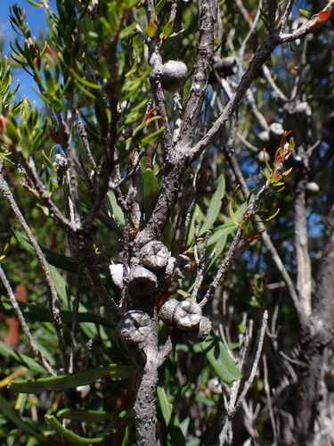 Melaleuca squamea, photograph 5