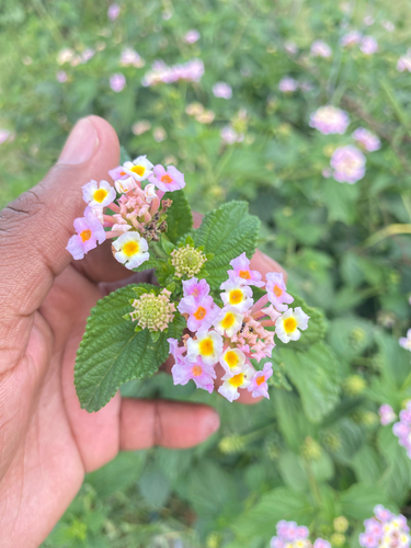 common lantana