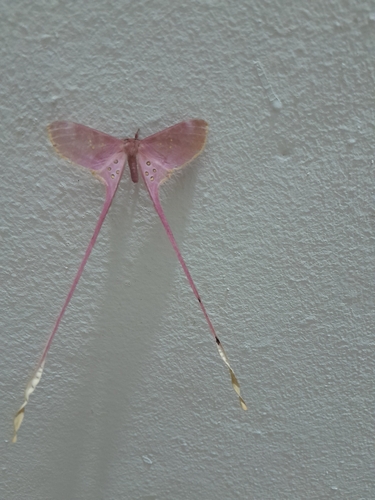 Eudaemonia argus