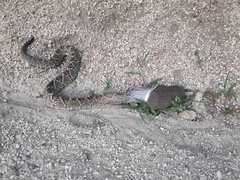 Crotalus durissus terrificus