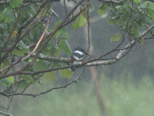 Belted Kingfisher photographed in Hawaii