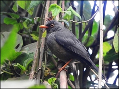 Turdus abyssinicus