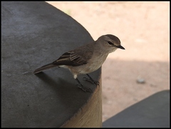 Bradornis microrhynchus