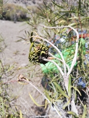 Colliguaja integerrima