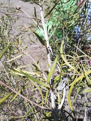 Colliguaja integerrima