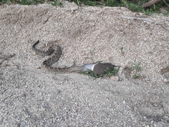 Crotalus durissus terrificus