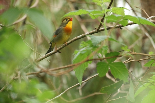 Leiothrix lutea observed 2026-03-18