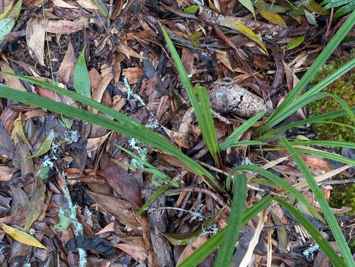 Carex alligata observed 2026-03-18