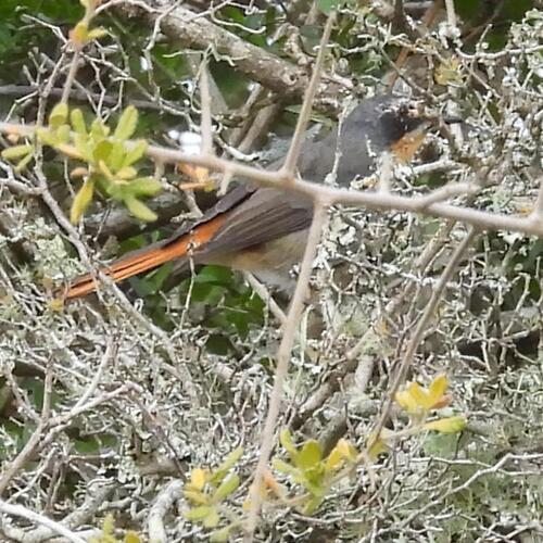 Cape Robin-Chat (Dessonornis caffer), photo 6