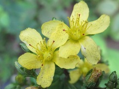 Hypericum erectum