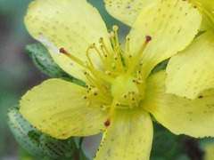 Hypericum erectum