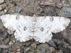 Ophthalmitis albosignaria