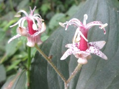 Tricyrtis macropoda