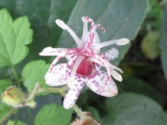 Tricyrtis macropoda