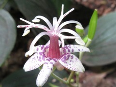 Tricyrtis macropoda