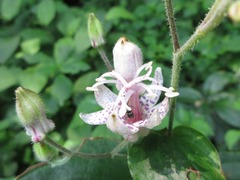 Tricyrtis macropoda