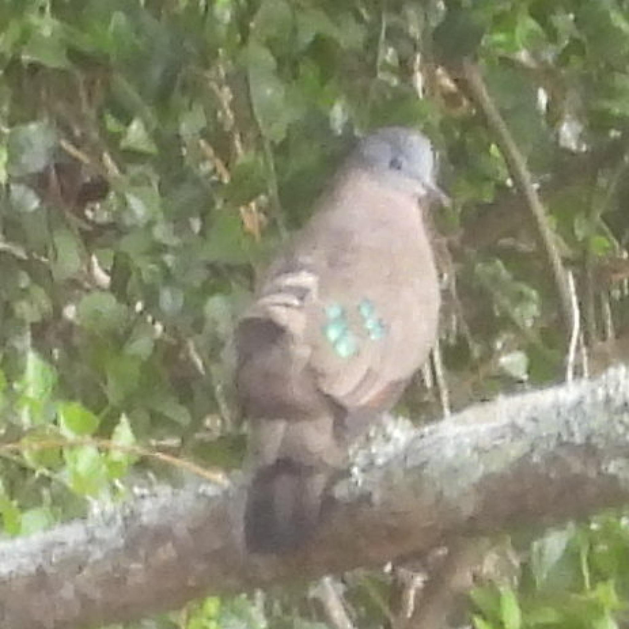 Emerald-spotted Wood Dove (Turtur chalcospilos), photo 1