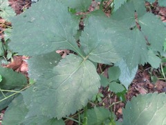 Spuriopimpinella brachycarpa