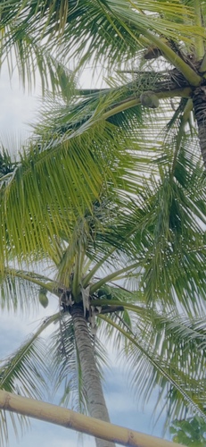 Cocos nucifera observed 2026-03-19
