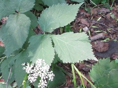 Spuriopimpinella brachycarpa