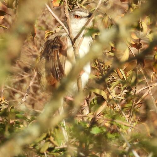 Tawny-flanked Prinia (Prinia subflava)