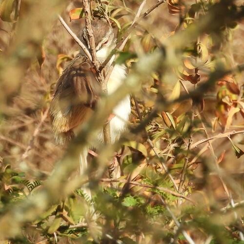 Tawny-flanked Prinia (Prinia subflava), photo 2
