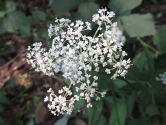 Spuriopimpinella brachycarpa