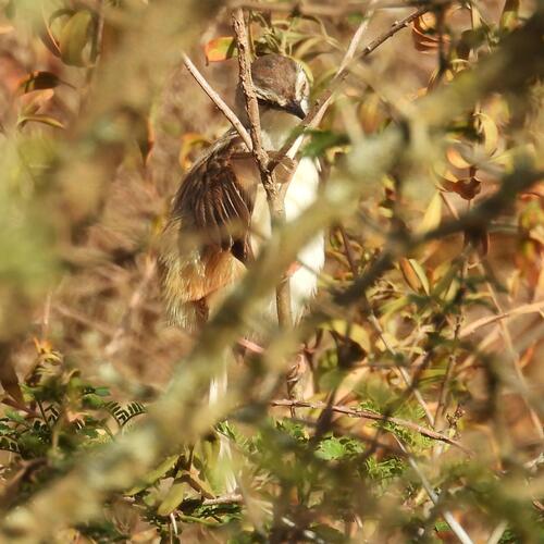 Tawny-flanked Prinia (Prinia subflava), photo 8