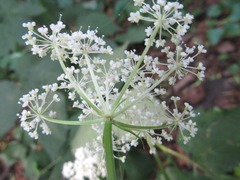 Spuriopimpinella brachycarpa