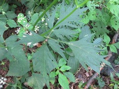 Spuriopimpinella brachycarpa
